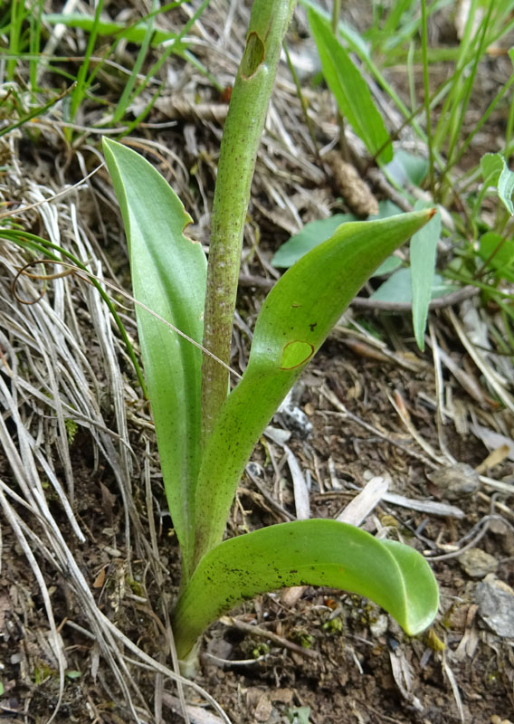 Orchis mascula subsp. speciosa